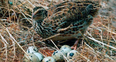 V jakém věku začínají křepelky létat?